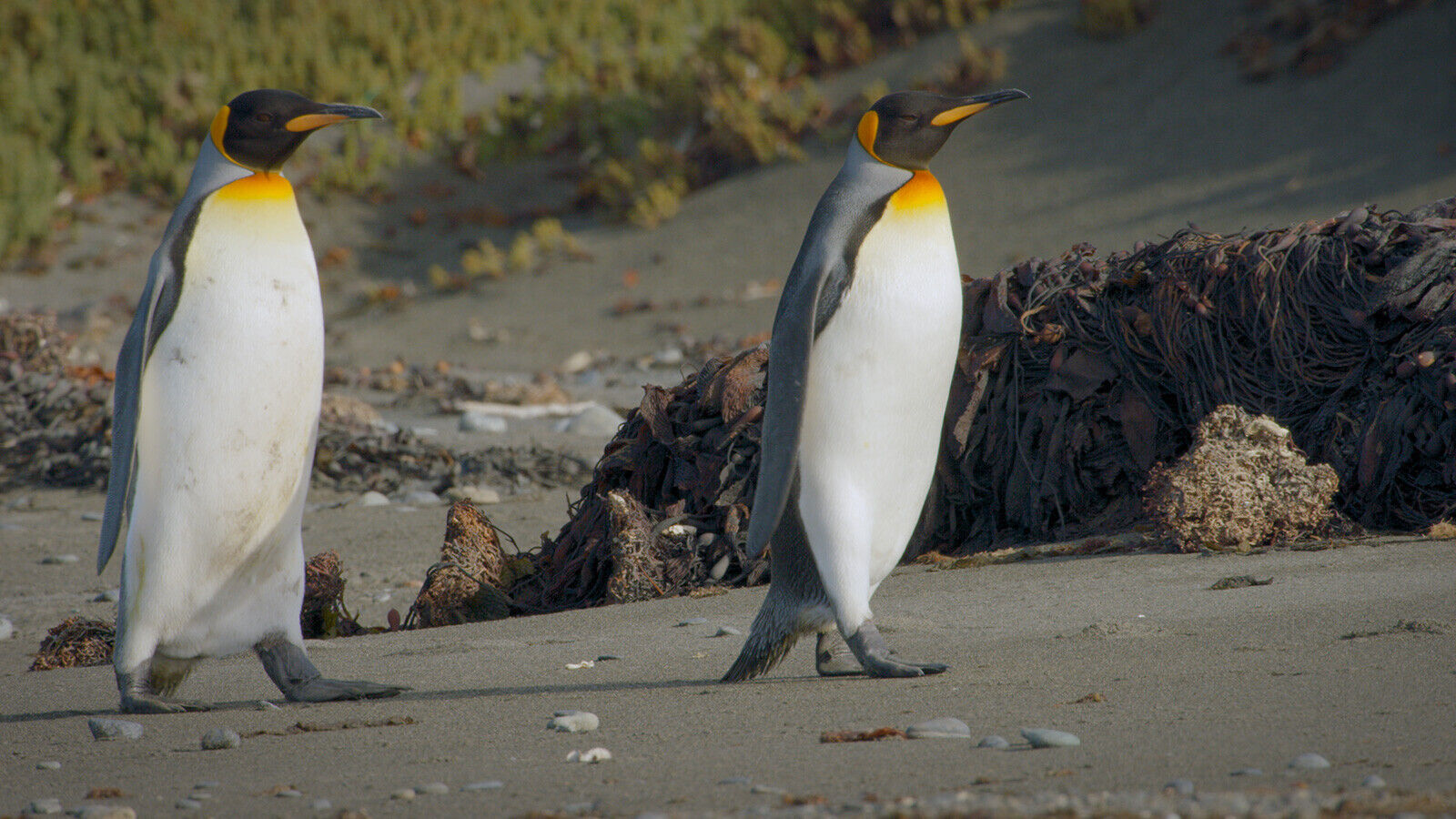 Meet the adorable penguins living across Patagonia